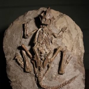 Fossil Psittacosaurus Dinosaur Skeleton.