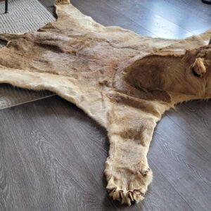 Lion Rug