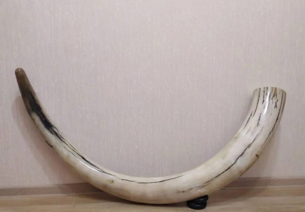 Fossil woolly mammoth tooth from the Ice Age