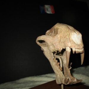 fossil Saber-toothed Cat skull