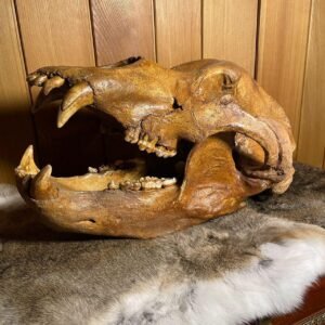 Fossil Cave Bear skull.