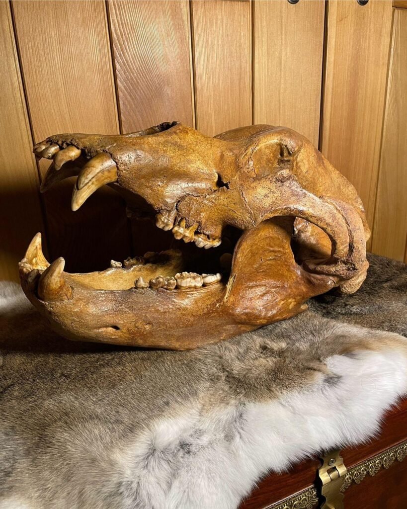 Fossil Cave Bear skull.