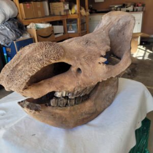 Fossil Woolly Rhinoceros Skull