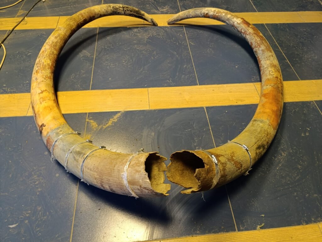 A pair of fossilized mammoth tusks from the Ice Age.