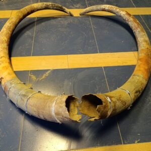 A pair of fossilized mammoth tusks from the Ice Age.