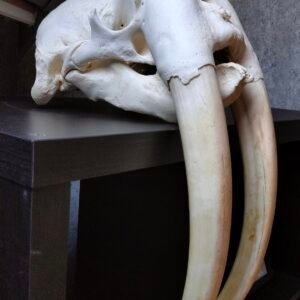 Walrus Skull