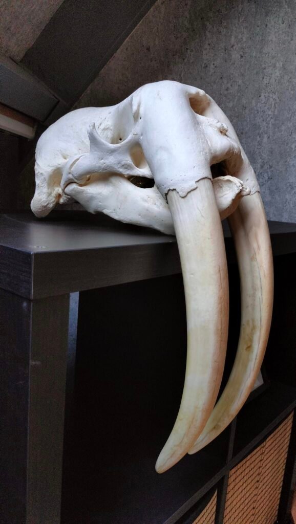 Walrus Skull