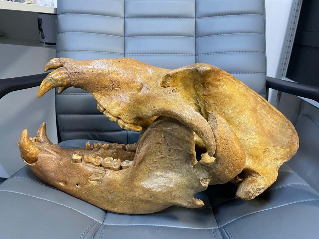 Massive fossil Cave Bear skull of the species Ursus spelaeus - Image 2