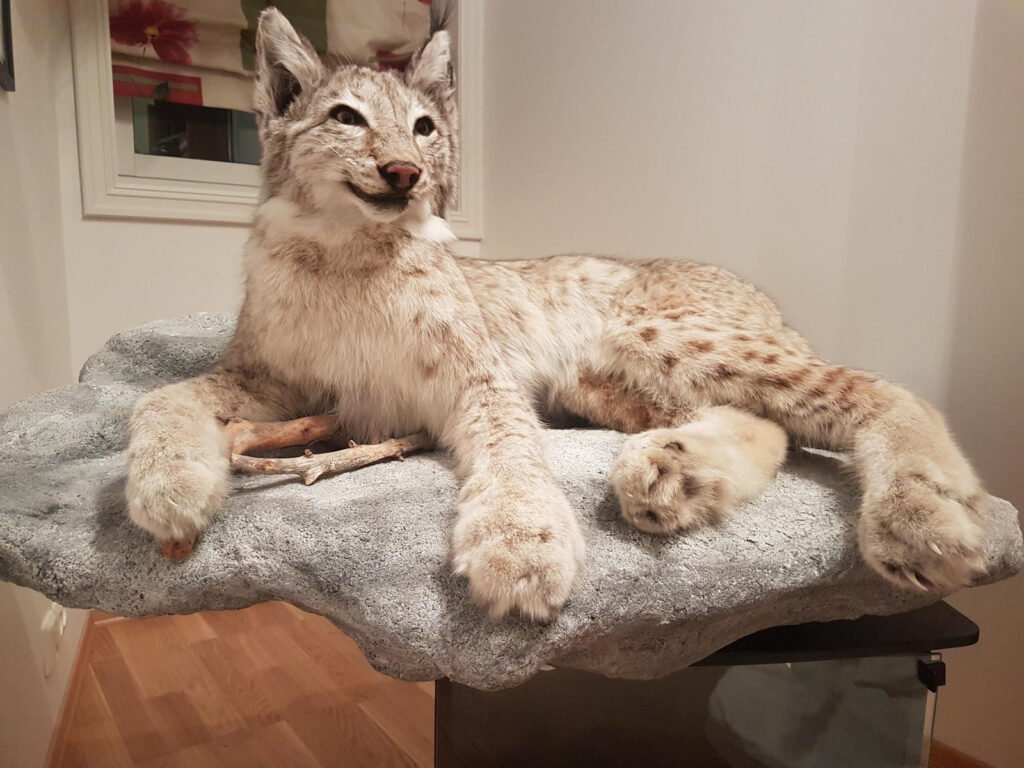 Lynx Taxidermy Mount