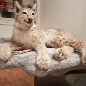 Lynx Taxidermy Mount