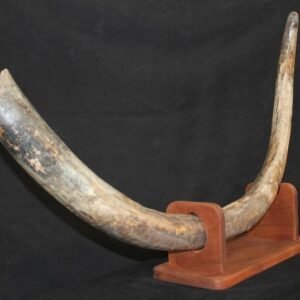 Fossil mammoth tusk from the Ice Age