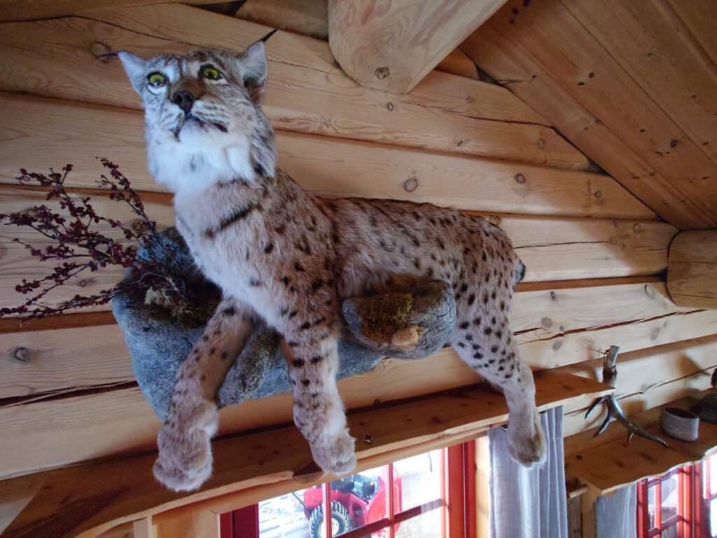 Beautiful taxidermy lynx.
