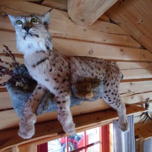 Beautiful taxidermy lynx.