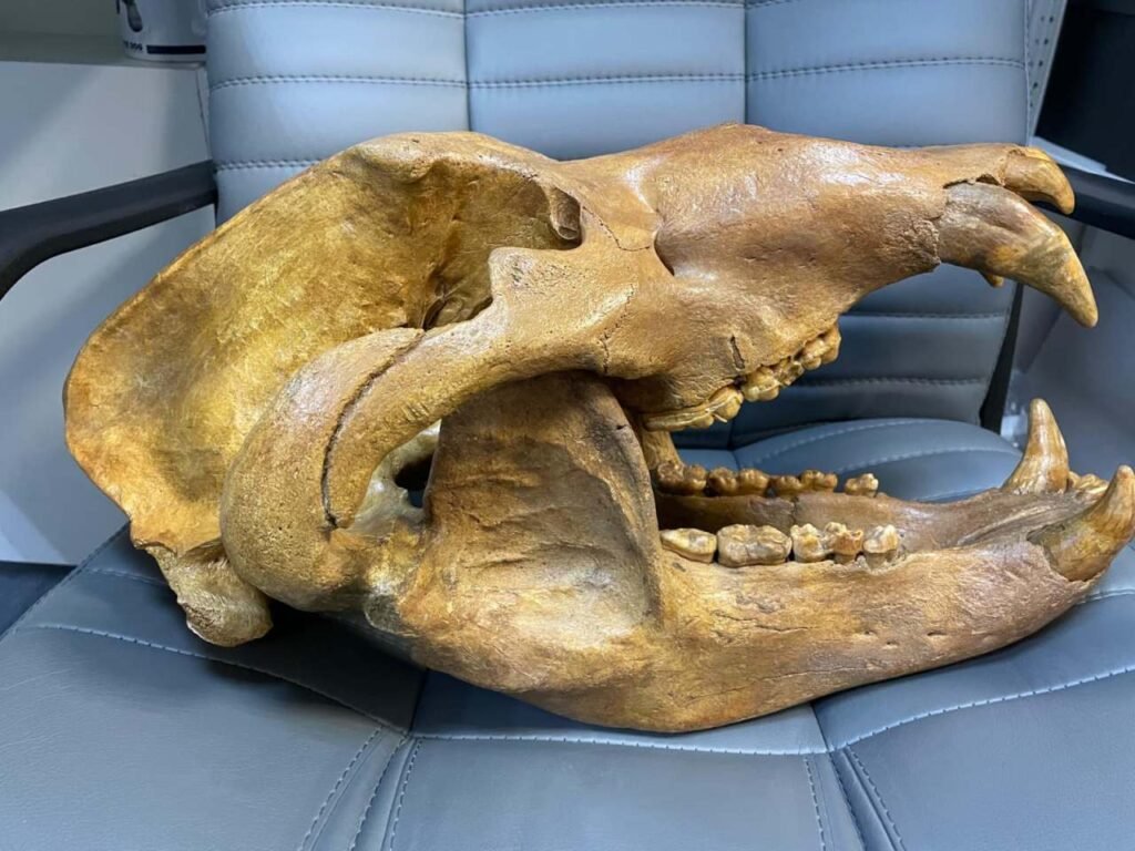 Massive fossil Cave Bear skull of the species Ursus spelaeus