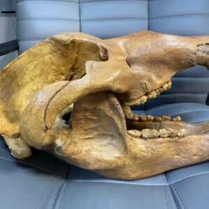 Massive fossil Cave Bear skull of the species Ursus spelaeus