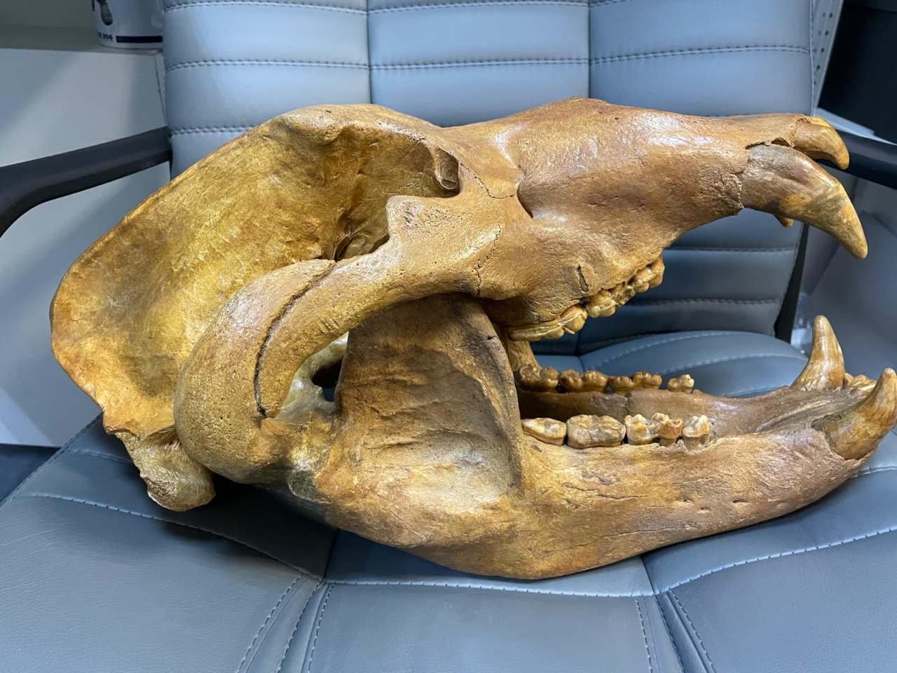 Massive fossil Cave Bear skull of the species Ursus spelaeus