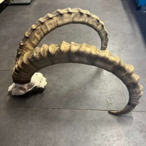 Ibex Horns