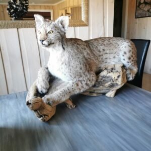 Taxidermy Lynx