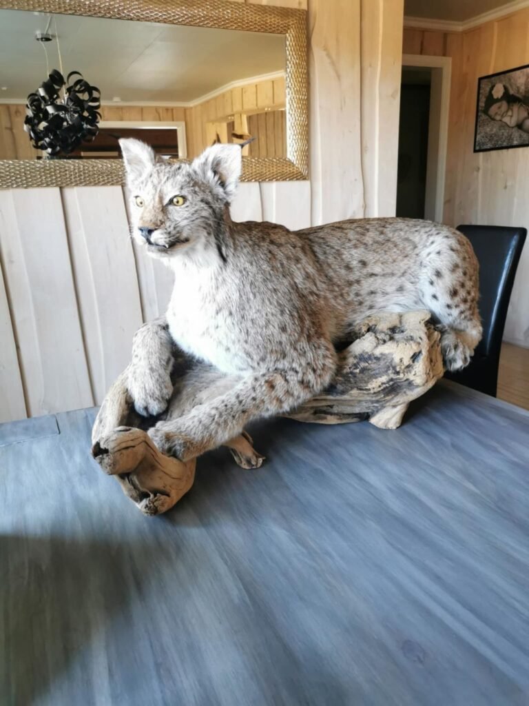 Taxidermy Lynx