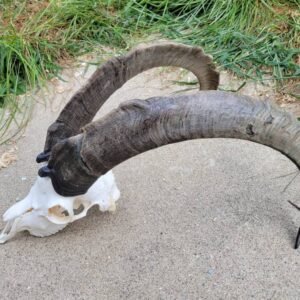Bezoar Horns