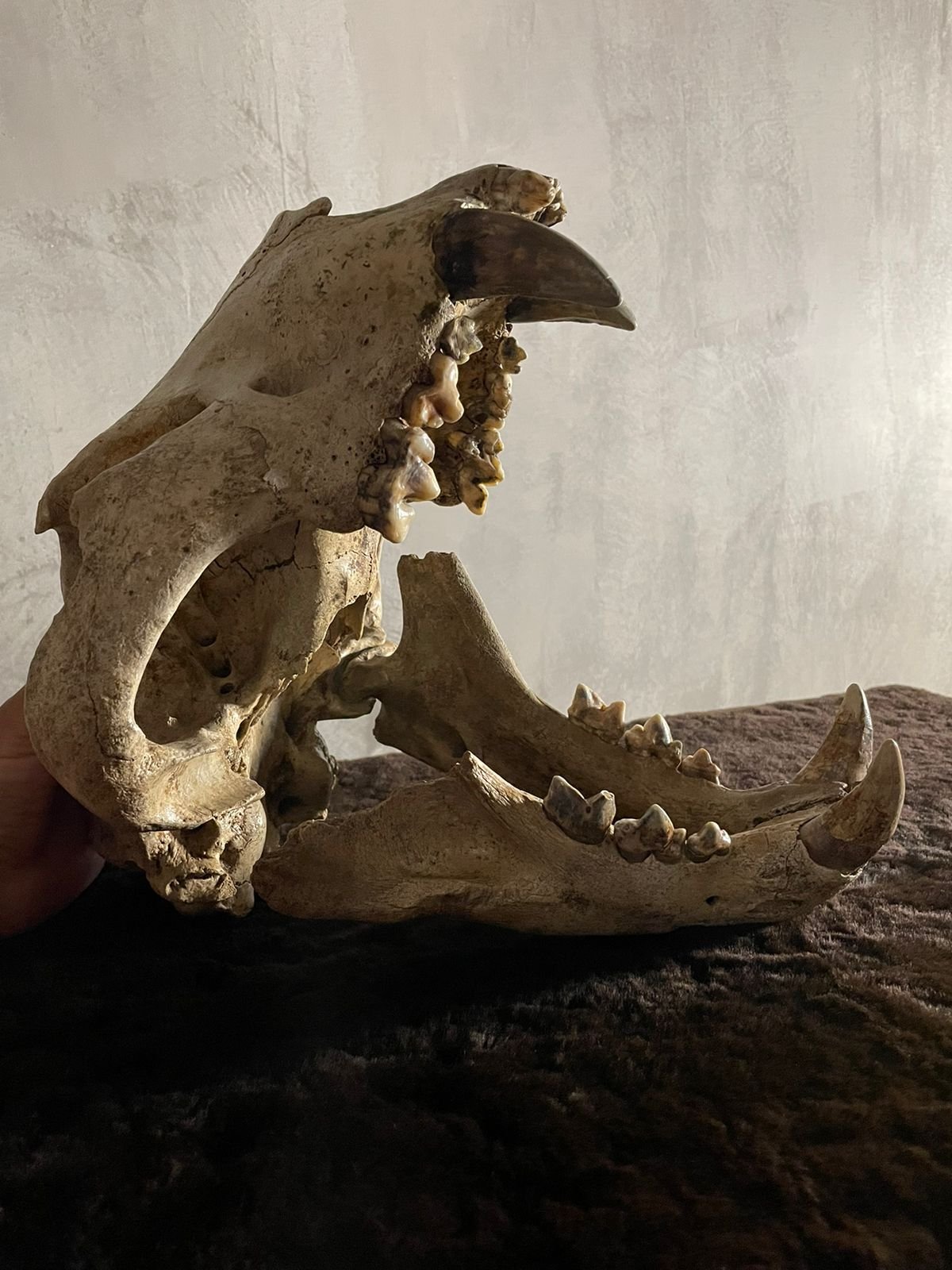 Fossil Cave Lion skull. - Image 2