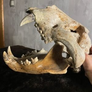 Fossil Cave Lion skull.