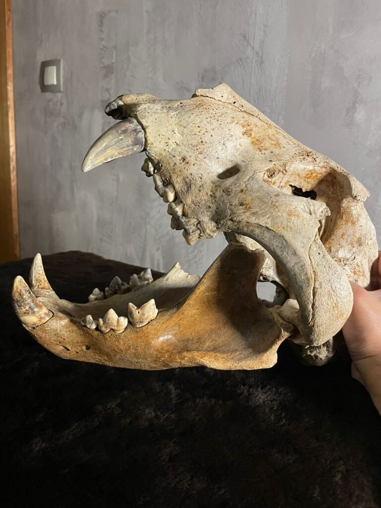 Fossil Cave Lion skull.