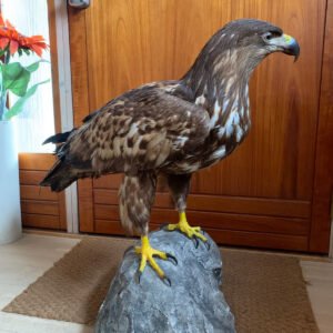 Golden Eagle Mount
