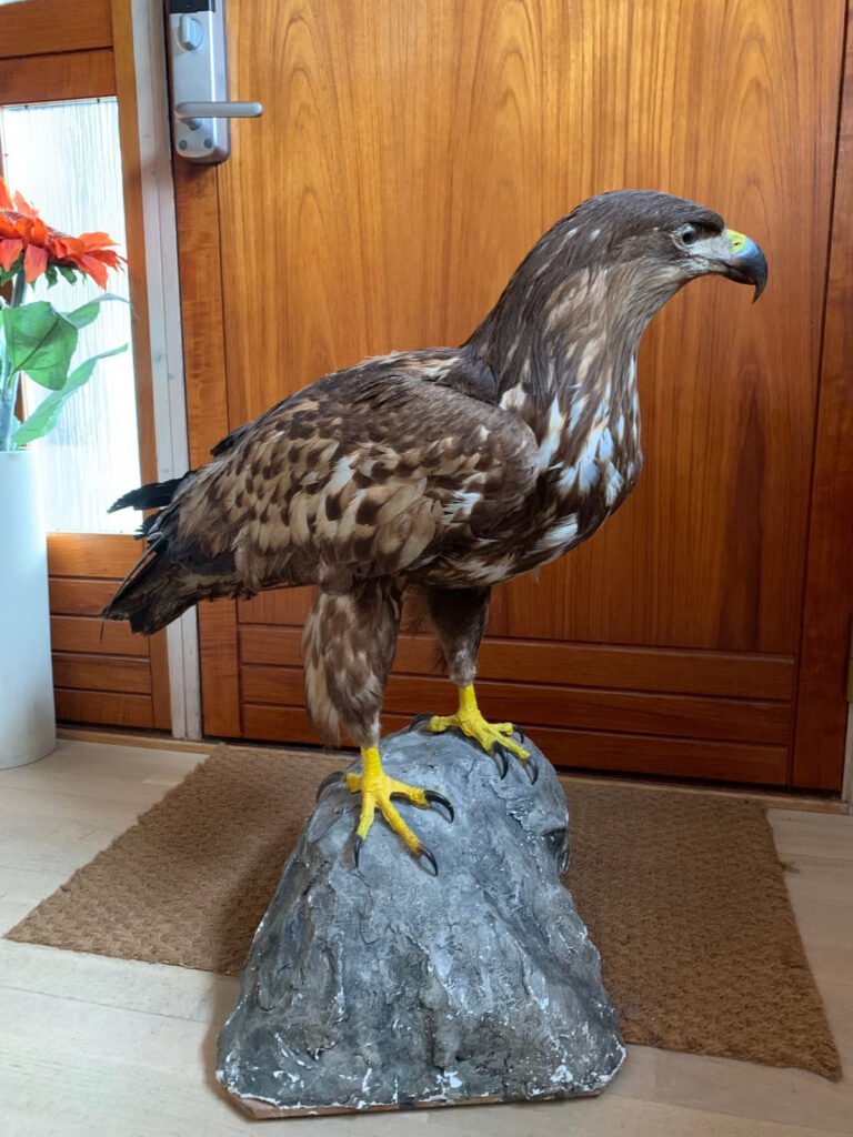 Golden Eagle Mount
