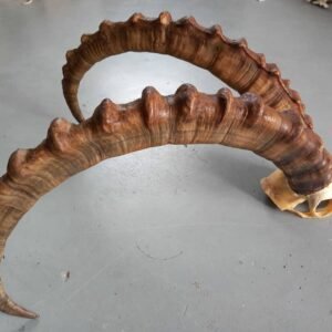 Ibex Horns