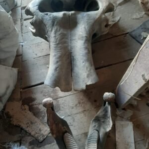 Fossil woolly mammoth skull.
