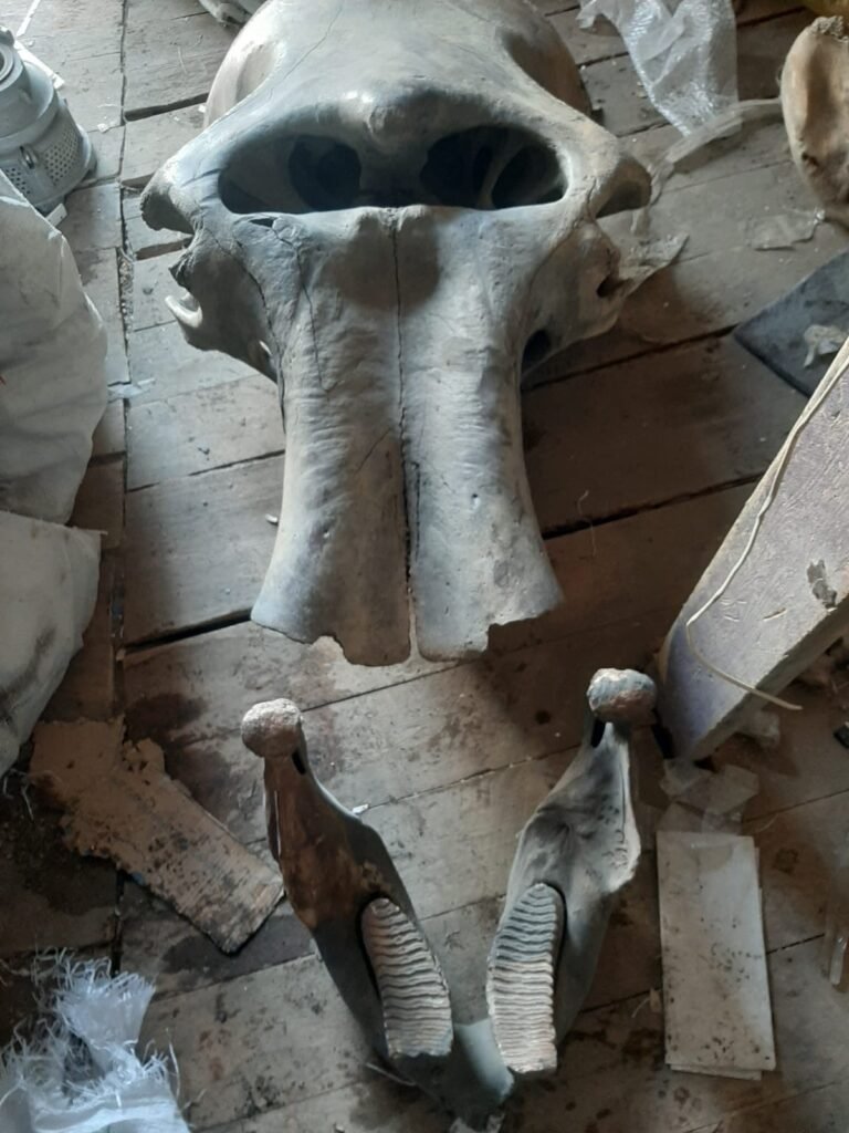 Fossil woolly mammoth skull.