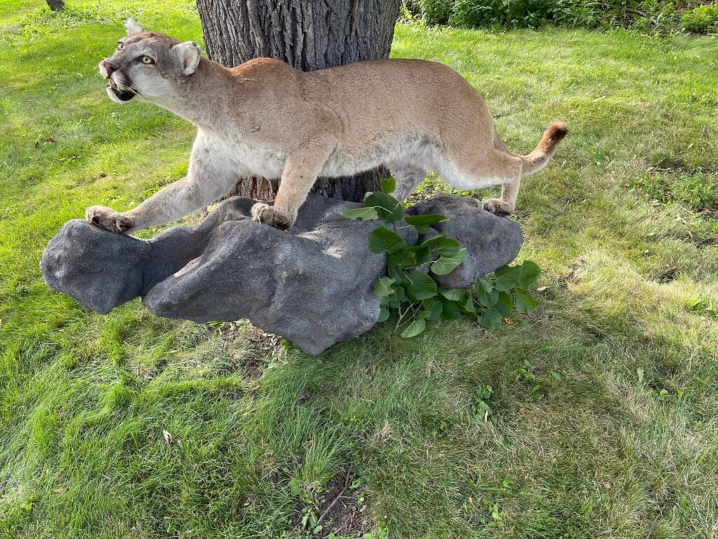 Puma Taxidermy