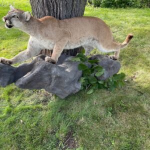 Puma Taxidermy