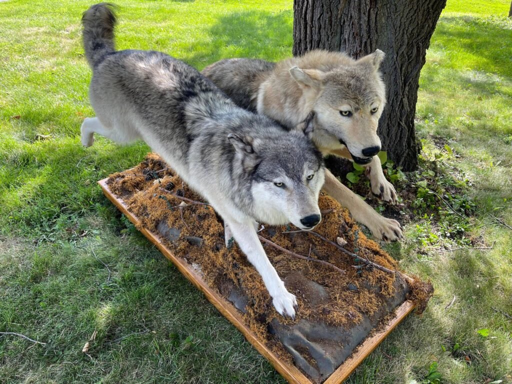 Mexican Wolf Taxidermy