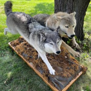 Mexican Wolf Taxidermy