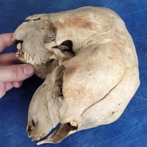 Mutant Lamb Skull