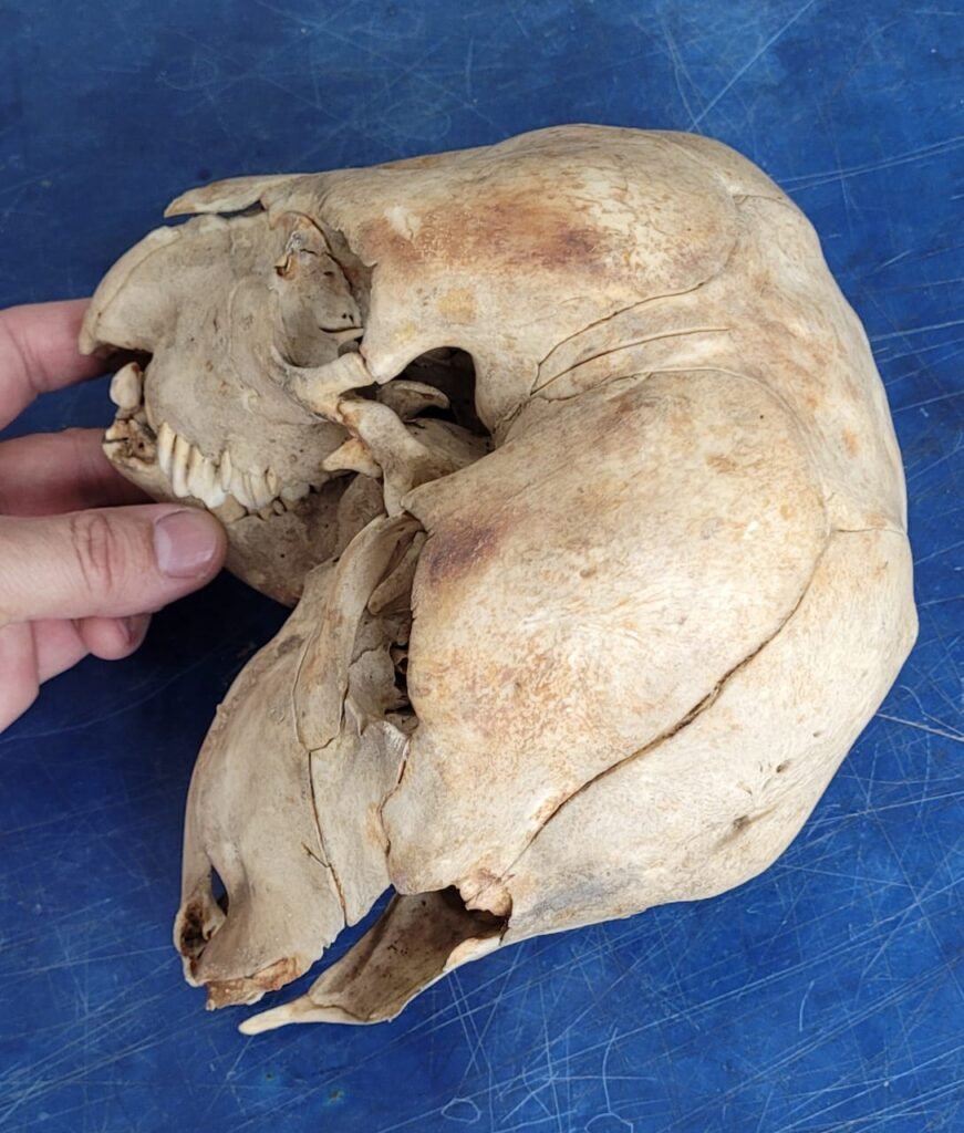 Mutant Lamb Skull