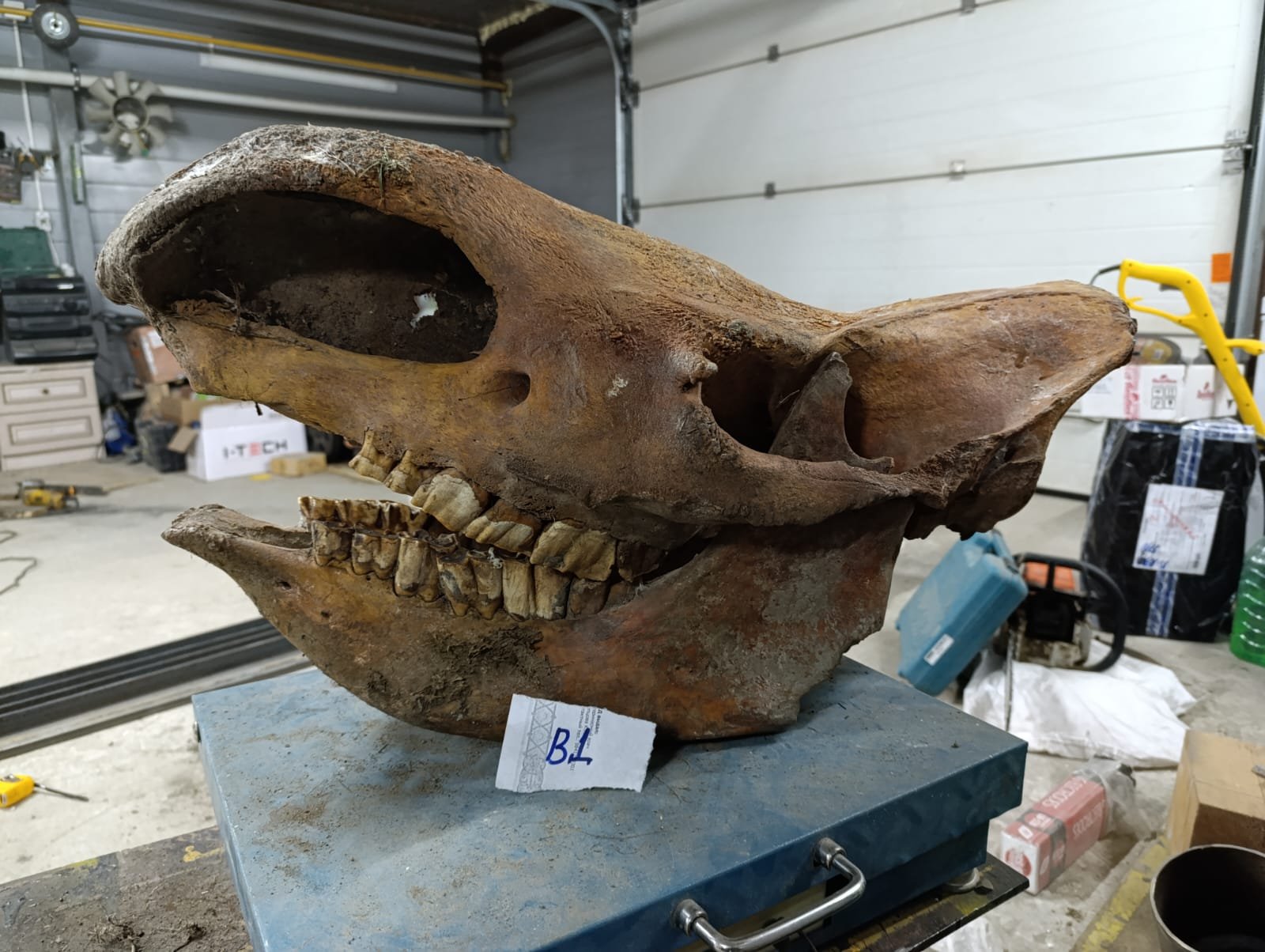 Adult fossil Woolly Rhinoceros skull. - Image 2