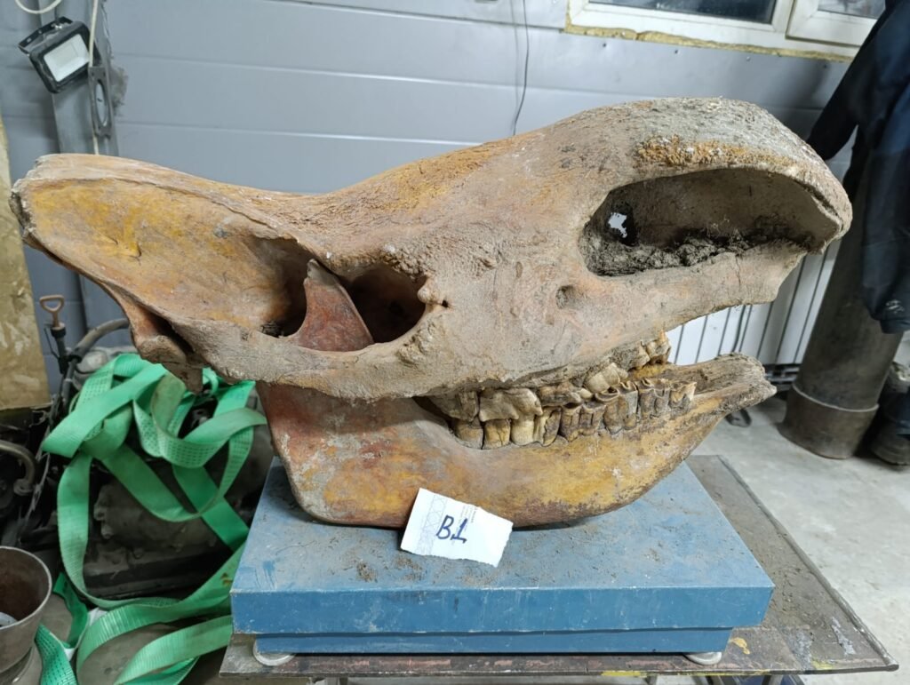 Adult fossil Woolly Rhinoceros skull.