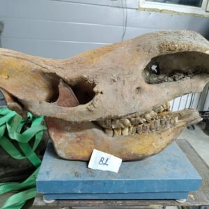 Adult fossil Woolly Rhinoceros skull.