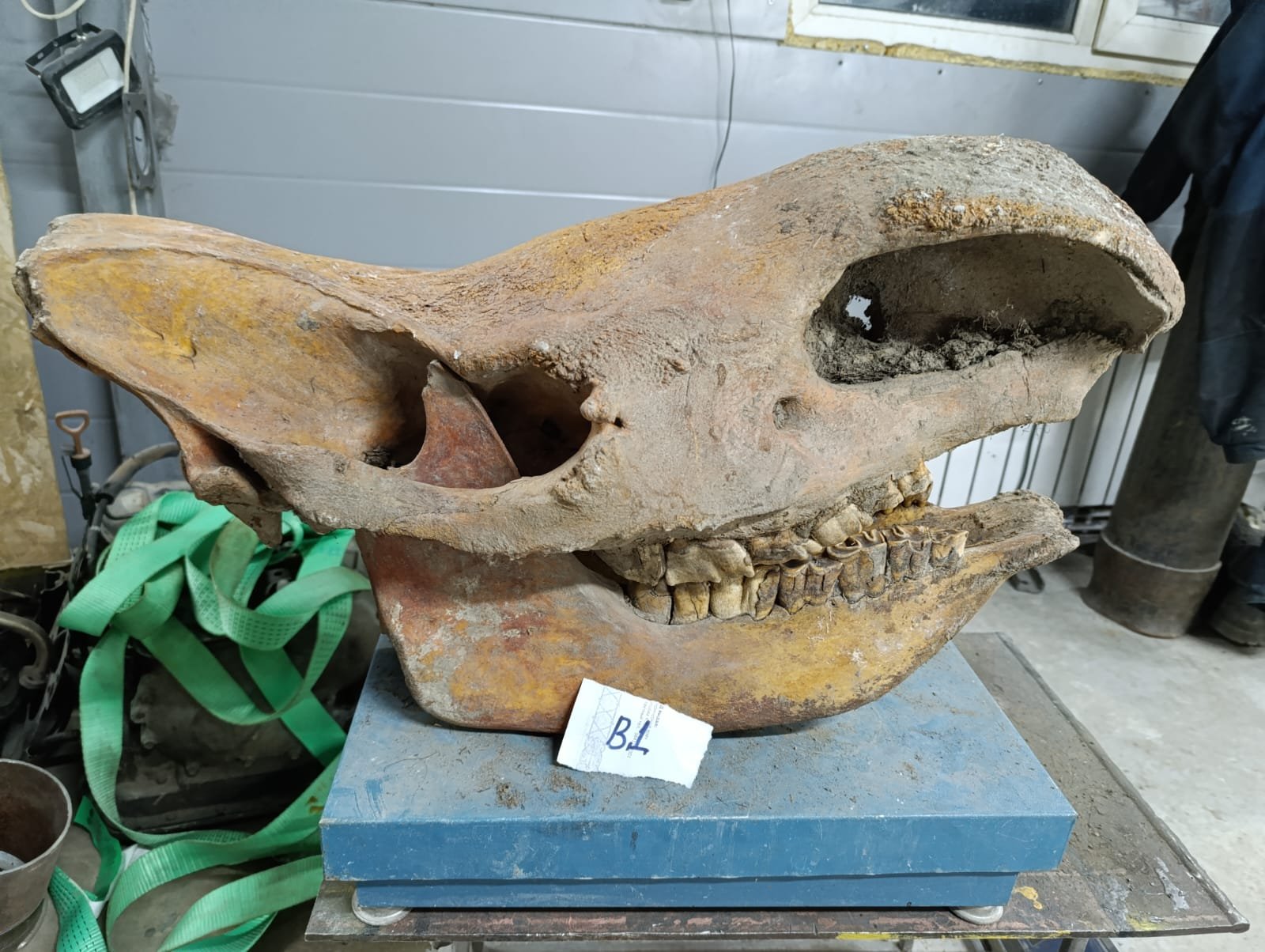 Adult fossil Woolly Rhinoceros skull.