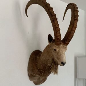 Ibex Shoulder mount