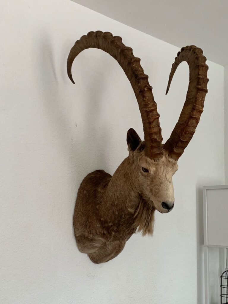 Ibex Shoulder mount