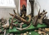 Fossils and Taxidermy Trophies