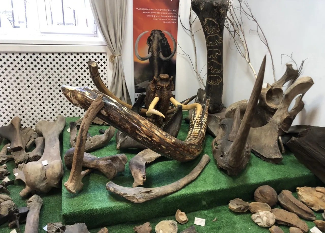 Fossils and Taxidermy Trophies