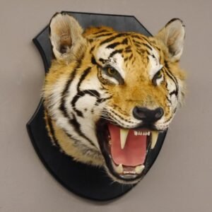 Mounted Tiger Head