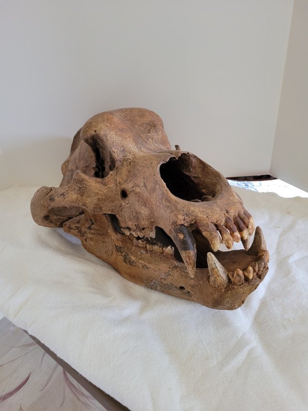 Fossil Cave bear Skull