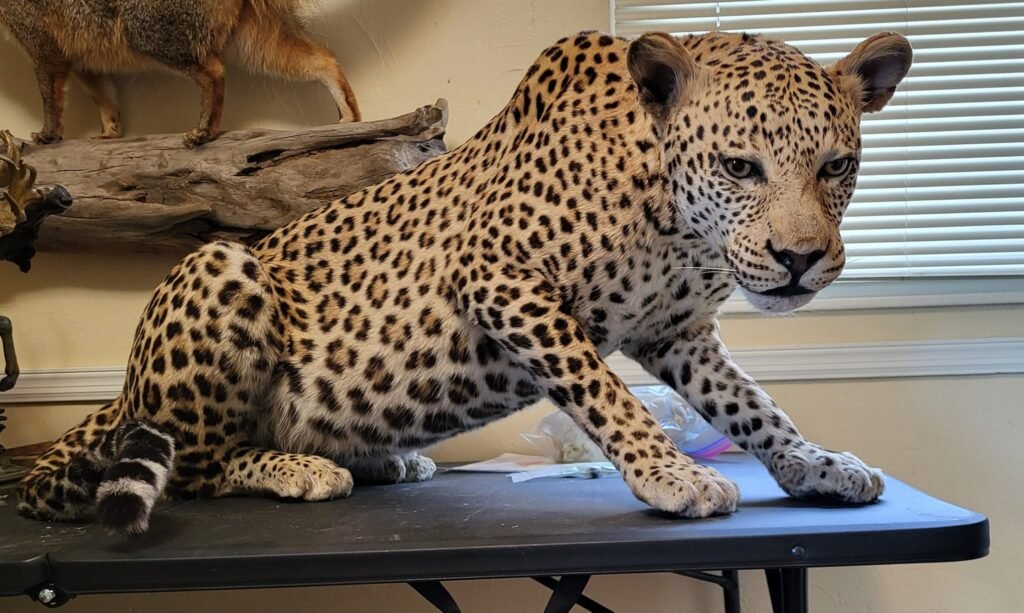 Leopard Taxidermy