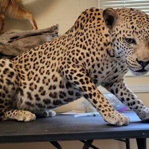 Leopard Taxidermy